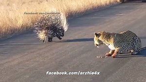 ai yko... 😾 | Archie