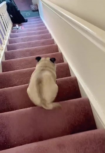 Pug Hilariously Flies Down Stairs | Funny Dog Compilation