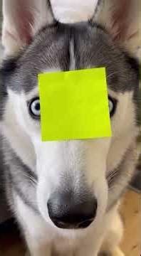 Funny husky moments #funny #husky #shorts