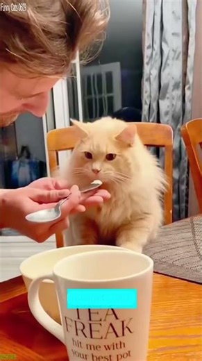 Cute Kittens 🥰 Cat Fight 😹 # Ep 5723
