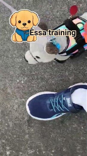 essa training/ #furry #therian