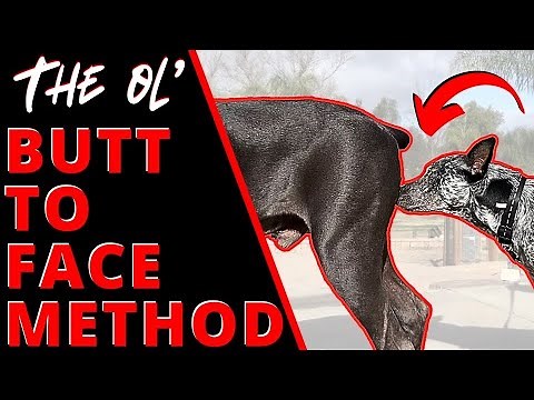 Learn How to Meet Other Dogs Safely, so your Dog Can Make Real Friends! 3 Unique & Exciting Meetings