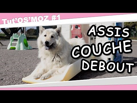 Les Positions du chien : Assis - Couché - Debout