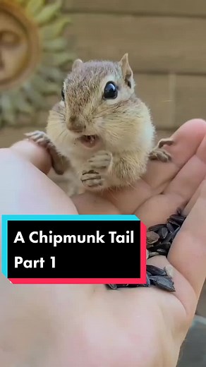 Exploring the World of Chipmunks: A Chipmunk Tail Part 1
