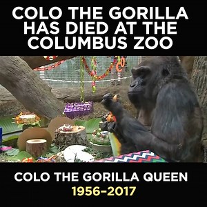 Colo the Oldest Gorilla in the World has Died