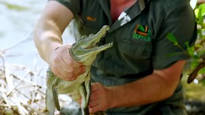 Watch how ordinary people risked everything to rescue animals
