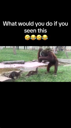 Funny Monkey and Chimpanzee Moments at the Zoo