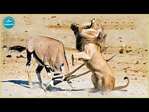 12 Impressive Moments When Deadly Horns Crush Predators