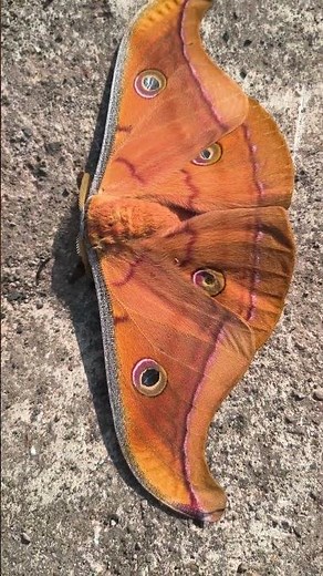 butterfly orange colour ..the beautiful butterfly in my house