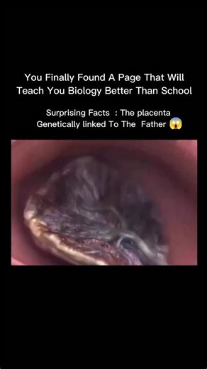 Explaining Biology on Instagram: "While it grows inside the mother, the placenta is biologically and genetically more an extension of the father than the mother. This is due to a fascinating genetic phenomenon called genomic imprinting, where certain genes are "turned on" or "off" depending on which parent they are inherited from. The genes responsible for building the placenta-specifically the structures that aggressively burrow into the uterine wall to tap into the mother's blood supply-are pr