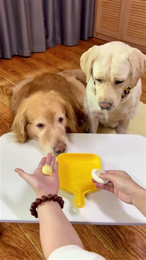 Doggo: That's two times now! I want some yolk too! #FunnyDogArrival #CutePets #Pets #Funny #Labra...