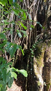 Balete tree: Isa sa pinaka matandang puno sa Pilipinas | Sipapaber MiniVlog