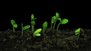 Time-lapse Of Growing Cucumbers 1a1 In Png  Stock Footage SBV-306903243 - Storyblocks