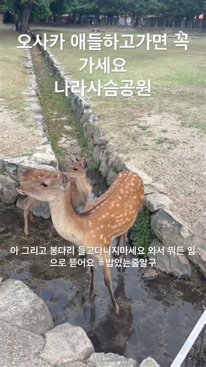 오사카 애들하고 가볼만한곳 나라시 사슴공원 오사카 난바에서 40분정도 지하철로이동#오사카#사슴공원#일본여행 #오사카여행