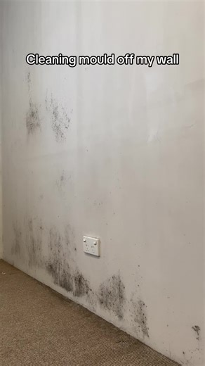Cleaning Mould Off My Wall