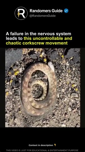 Neurological Breakdown Causes A Snake To Lose All Control And Coil Into A Violent Corkscrew