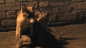 160K views · 4.3K reactions | Mama fox and her cubs. We can't even handle this right now. via Viralvideouk | Dose | Facebook