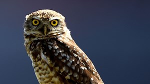 9 superb owl facts you need to know