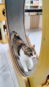 6.1K views · 568 reactions | The cat is coming to the gym again | Hope For Pets | Facebook