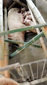 107 reactions · 18 comments | Lotas Ani karong 21 sure buyer hanap ko | Dodgie Bilando Vecino | Facebook