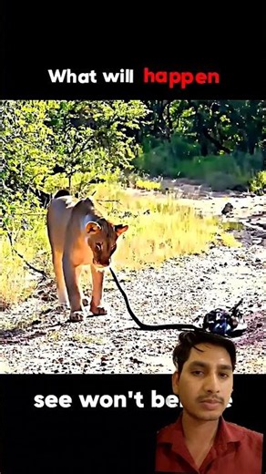 sher #sap ko kese pakad #raha hai#sap sher#par kese hamla#kar raha hai#