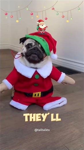 #truedialogue These Christmas Dogs Just Took Over the Wild West 🤠😂