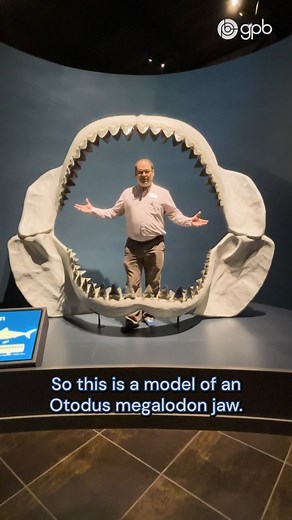 Did you know the shark tooth is Georgia’s official state fossil? But why? We asked Ryan Roney, curator at the Tellus Science Museum. And for all things dinosaur, don’t miss Walking with Dinosaurs. The first episode of the three-part special airs tonight at 8 p.m. on GPB and PBS. #WalkingWithDinosaurs #dinosaurs #megalodon #sharkteeth #DidYouKnow | Georgia Public Broadcasting