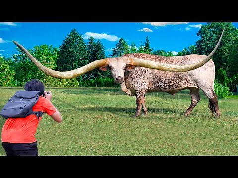 10 Animals With The Biggest Horns