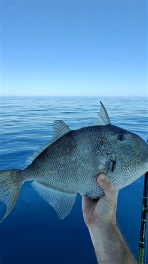 Check out this trigger fish I caught while out offshore fishing! The reason they are called a trigger is how their unique fin works! #Triggerfish #deepseafishing #offshorefishing | Groupermvp