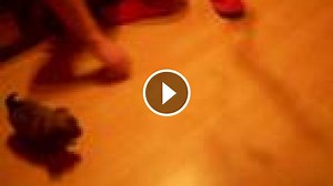 čivava psík - hrá sa :)