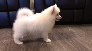 4.4K views · 345 reactions | Snow (Adopted) Solid white Pomsky looking like a beautiful mini arctic white wolf  So adorable 珞 | Pomsky USA | Facebook