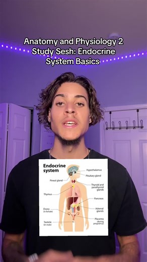 Endocrine system Basics #anatomy #physiology #study #anatomyandphysiology #studywithme