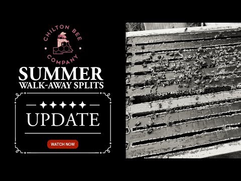 Summer Walk Away Splits Update
