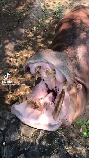 Hippo Eating Watermelon TikTok Compilation 2021 | Animal Corner