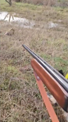 Lufi became an Expert in finding European Hares