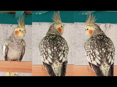 Amazing cockatiel bird sounds | funny cockatiel video #birds #american