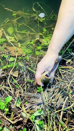 Eel fishing #eelfishing #eel | Animals