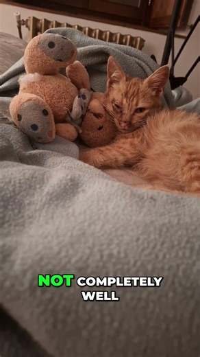 Kitten's Incredible Eye Healing Journey: From Near Death to Recovery! #shorts