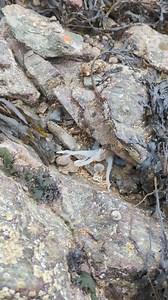 7.2K views · 42 reactions | Ever seen a curled octopus changing colour? This Welsh beach sighting has prompted the Marine Conservation Society to encourage more people to join its Seasearch programme: https://www.pbo.co.uk/all-latest-posts/report-marine-life-sightings-87272 Video credited to Ciara Taylor | Practical Boat Owner | Facebook