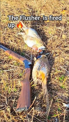 Public land pheasant hunt with springer spaniel #bird dog # upland game # pa #hunting