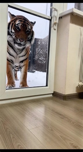 Молли и незваный Гость 😱😳