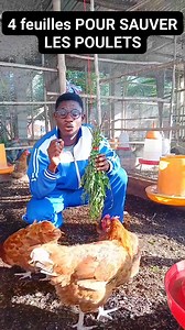 229K views · 3.8K reactions | SAUVEZ Les poulets AVEC 4 FEUILLES, VOICI LE LIEN DE LA FORMATION https://qhawjivm.mychariow.shop/prd_nbifp7/checkout (élevage du poulet local en Afrique) #viralreelsfbpage #elevageponde #provendedupoulet #pouletgoliath #elevagepoulet #provenderie #investiraupays #pouletlocal #provende #Agriculteurs | Frica-Poulet | Facebook