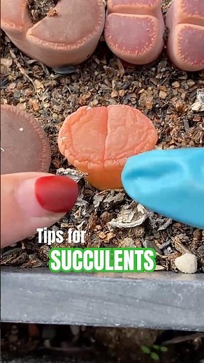 Lithops Shedding Secrets! ✨ How to Help Your Living Stones Lose Old Leaves