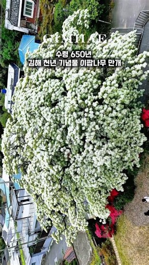🌿 밥알 톡톡 터지는 순간 🤍김해 천년기념물 수령 650년 된 이팝나무🌿지금 아니면 1년 기다려야 해요4월 29일 기준김해 이팝나무, 지금이 딱 피크