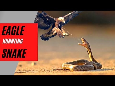 King Eagle Hunting Snake To Feeding Eagle Babies