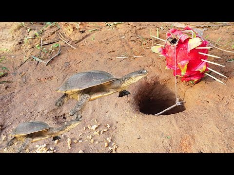 Amazing DIY Turtle Trap Technique Using Dragon Fruit - #campping -#reels - #outdoors