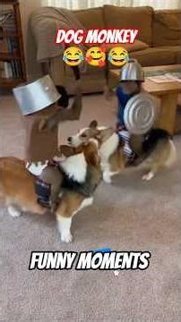 Dog and Monkey funny moment 😀 #shorts#funny#dog#monkey