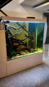 171K views · 4.4K reactions | Santa Isabel Angel Fish on 333 gallons tank | CHASE Aquatics | Facebook