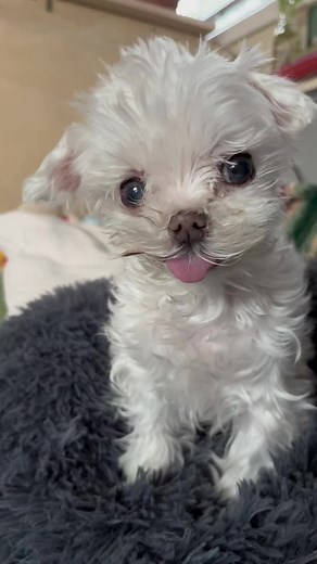 looks like a cartoon character #franksupremacy #crusty