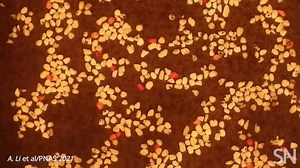 6.9K views · 55 reactions | Neat rings, stripes and swirls embellish many cold, rocky landscapes. Although these beautiful stone patterns look like humanmade artwork, they’re all natural. New experiments reveal that so-called “ice needles” can sort and organize rocks into many patterns. Learn more: https://www.sciencenews.org/article/ice-needles-freeze-thaw-patterns | Science News Magazine | Facebook